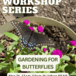 Community Workshop: Gardening for Butterflies