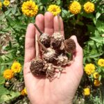 Community Workshop: Seed Saving and Seed Swap