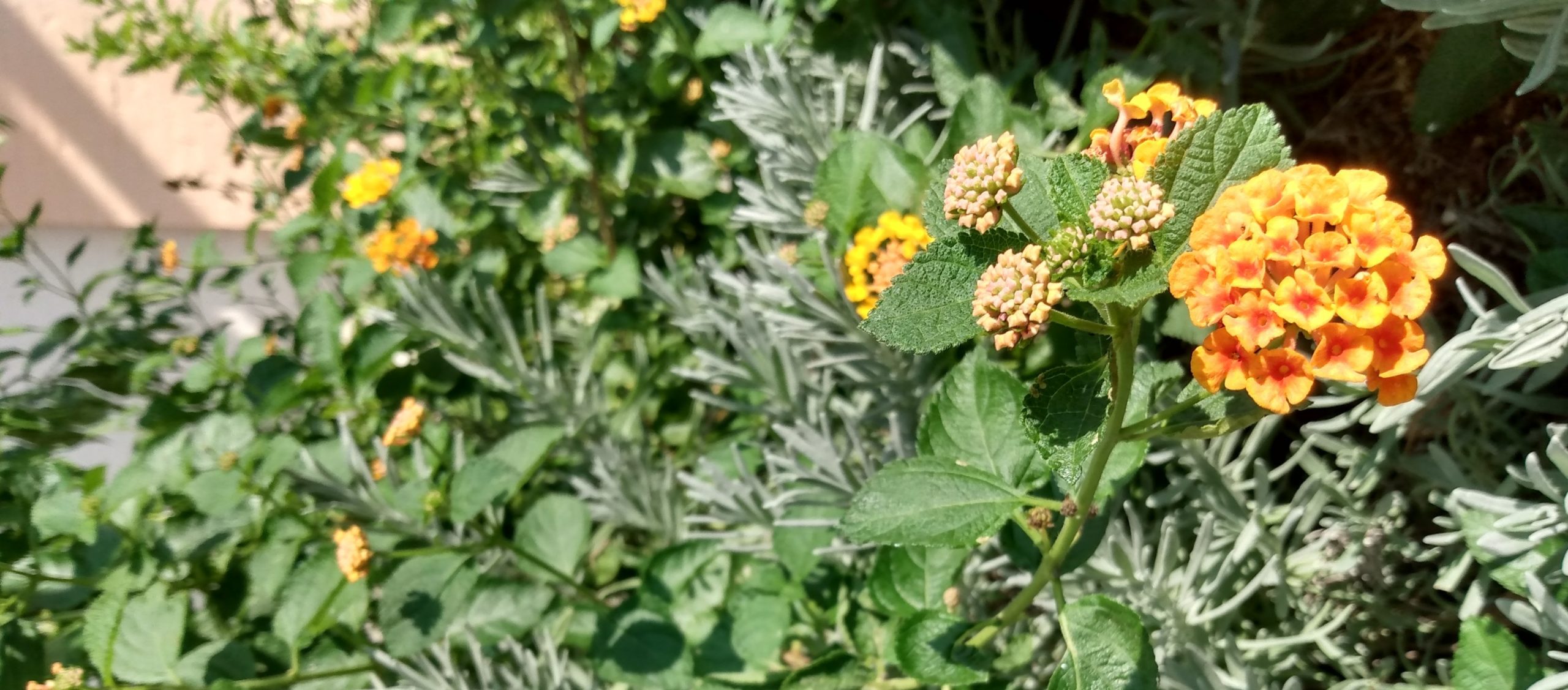 community-workshop-landscaping-with-natives-mission-waco