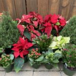Urban REAP Christmas Plant Sale!