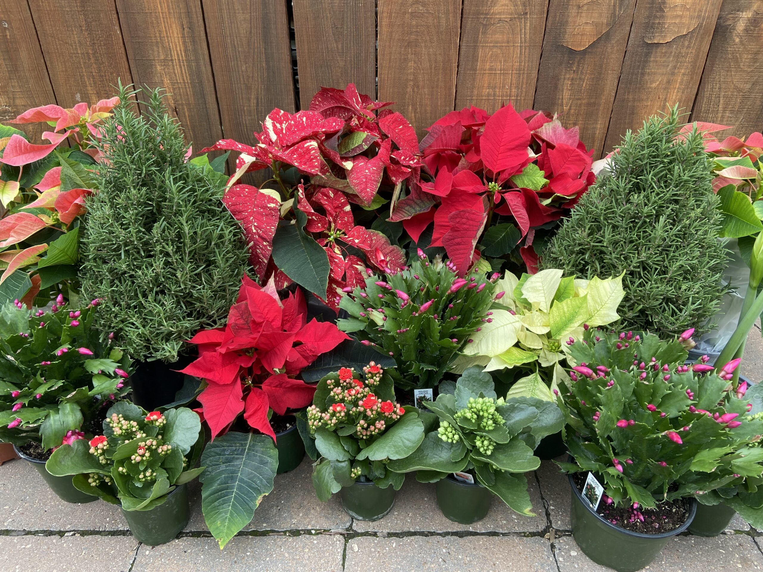 Urban REAP Christmas Plant Sale!