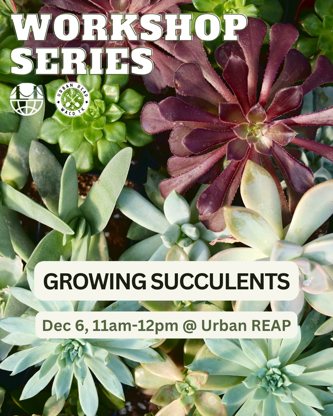 Community Workshop: Caring for Succulents