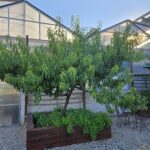 Urban REAP Community Workshop: Tree Care!