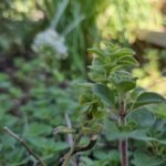 Urban REAP Community Workshop: Herbs!