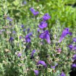 Community Workshop: Gardening with Native Plants