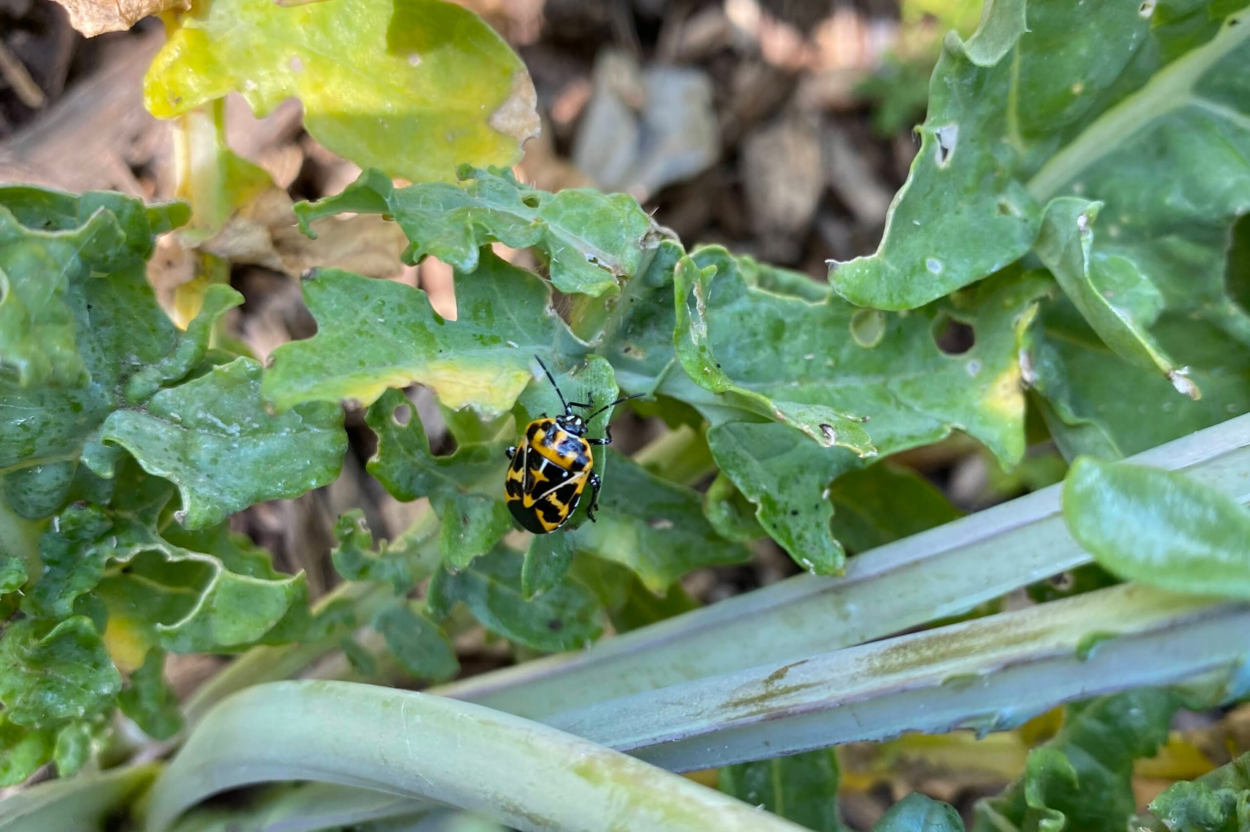 Free Community Workshop: Managing Pests in your Garden