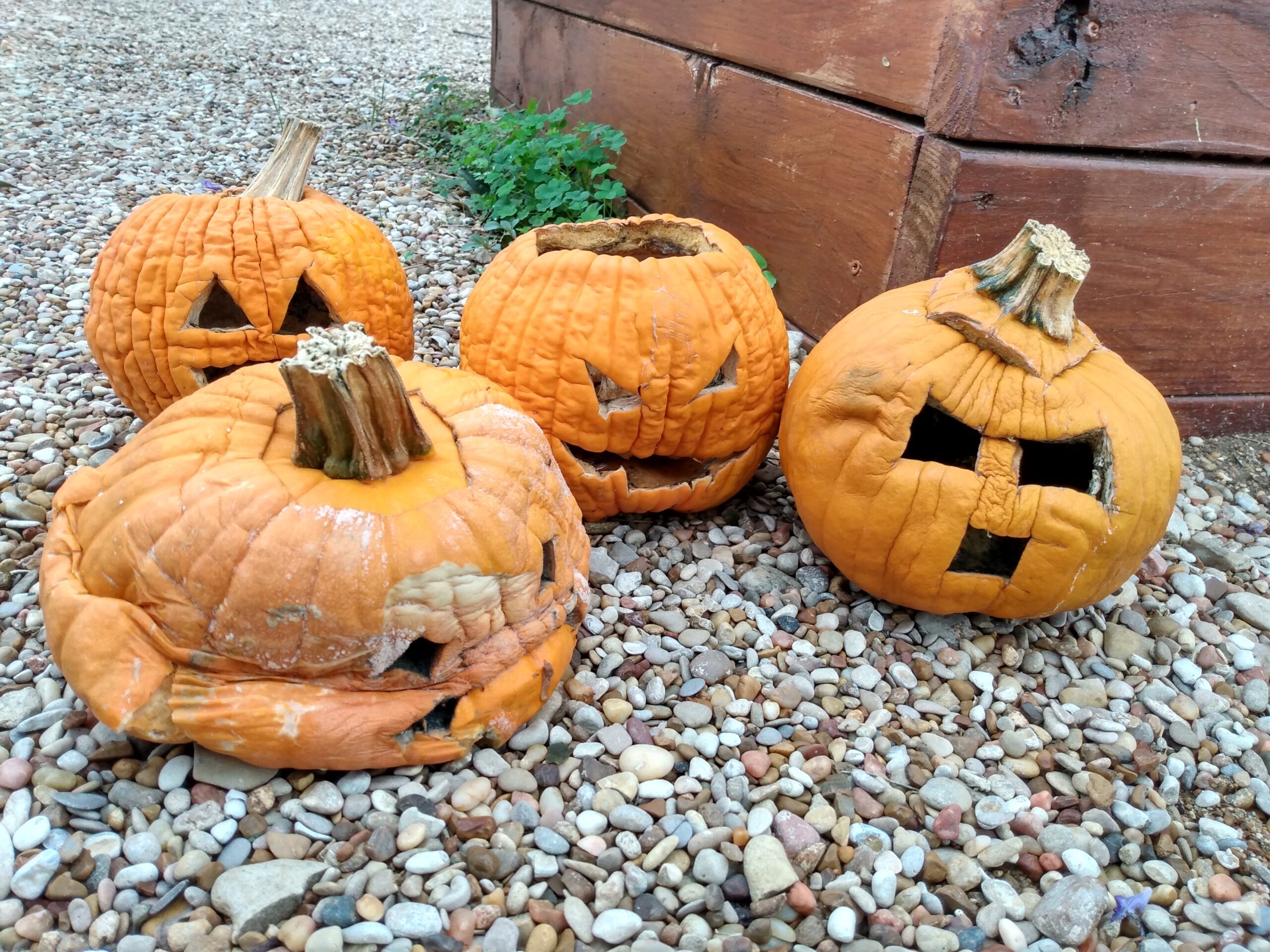 Pumpkin Compost Drop-Off