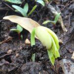 Free Community Workshop: Gardening for Beginners