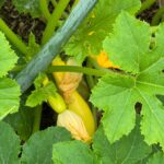 Community Workshop: Spring Gardening & Companion Planting