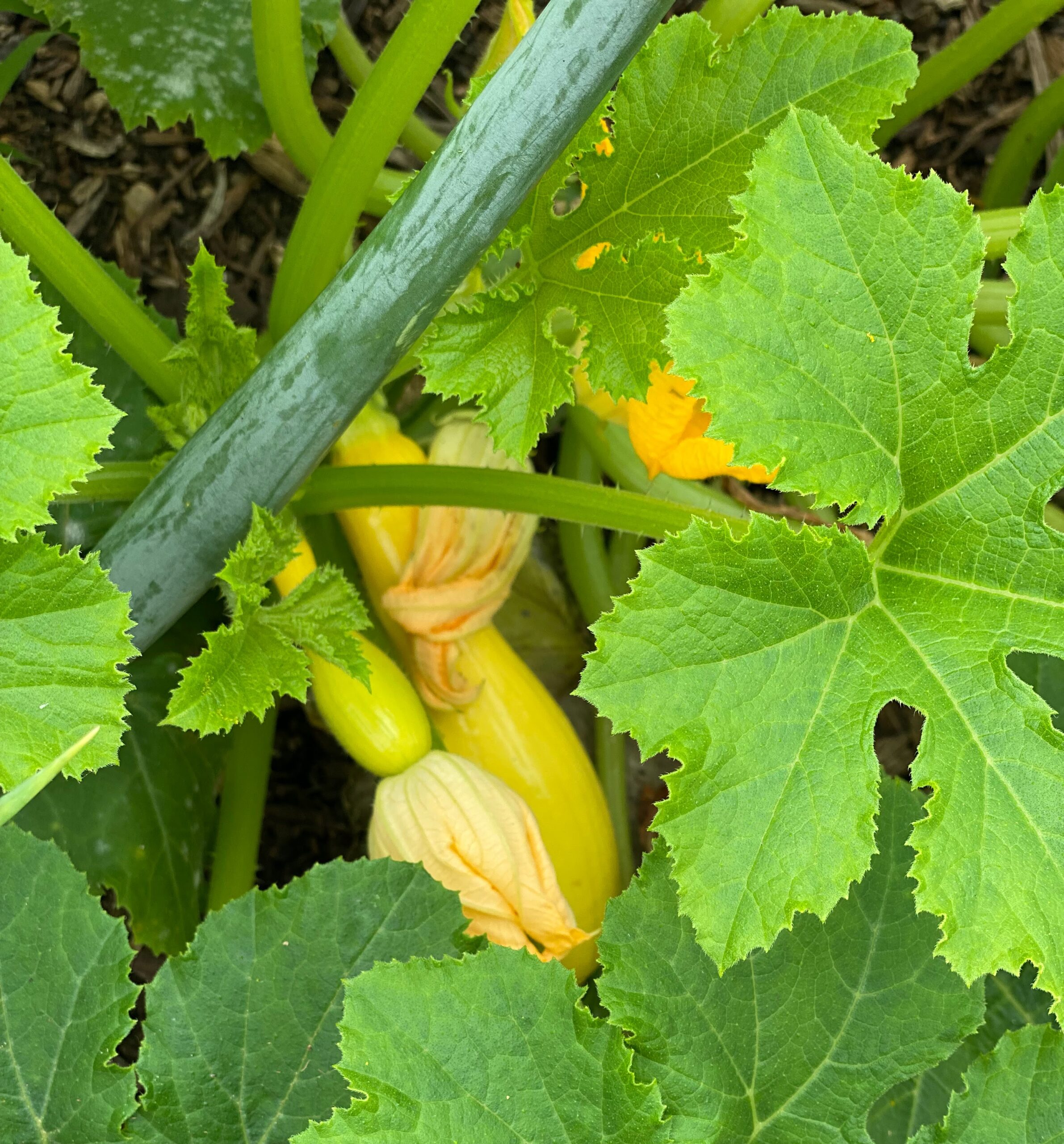 community-workshop-spring-gardening-companion-planting-mission-waco