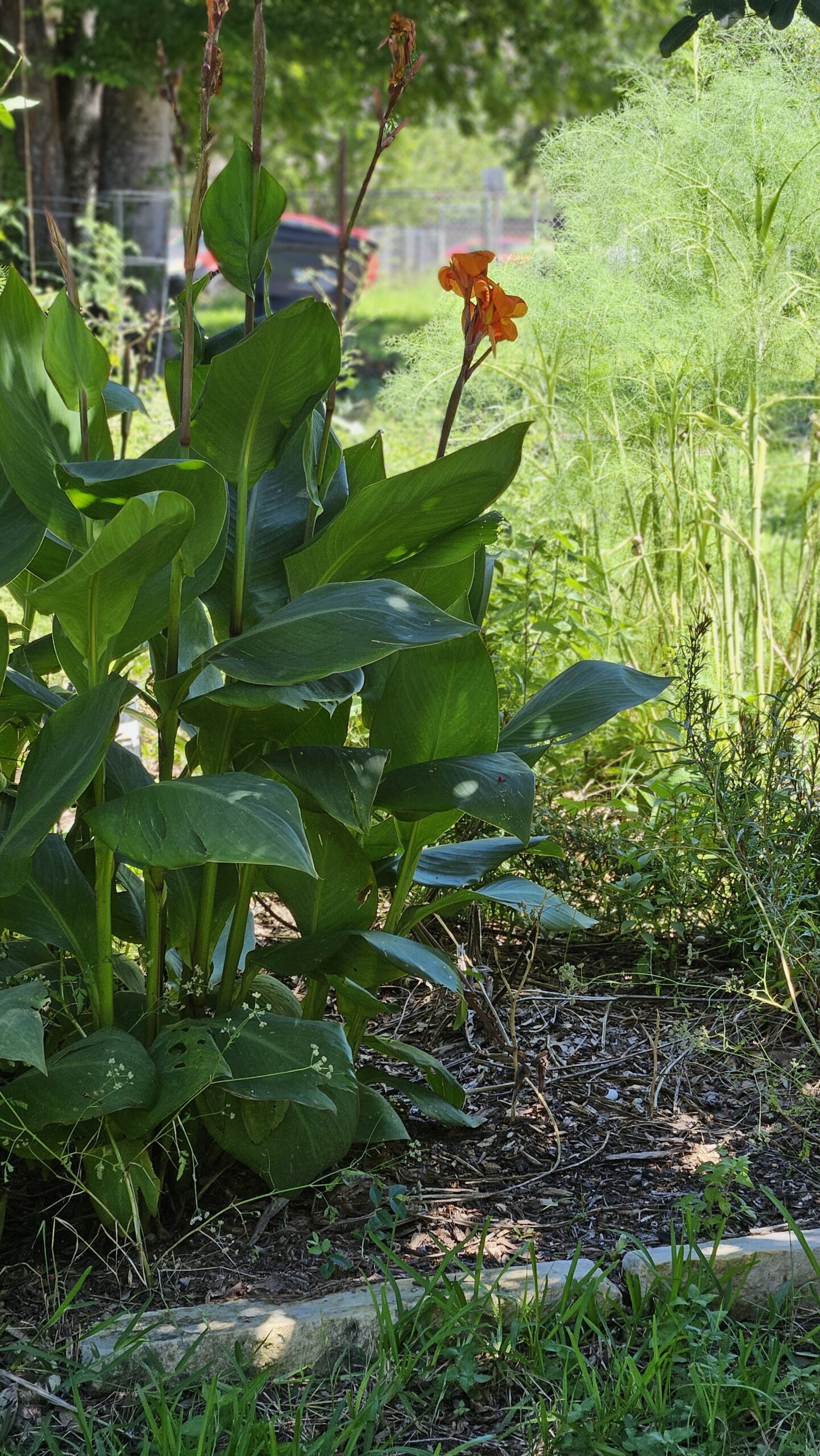 Urban REAP Community Workshop: Caring for Summer Landscapes