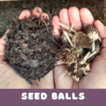 May's Discovery Activity: Seed Bombs!