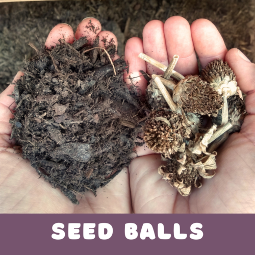 May's Discovery Activity: Seed Bombs!