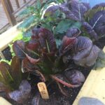 Free Community Workshop: Gardening in Small Space
