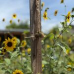July’s Discovery Activity: Sunflower Bird Feeders
