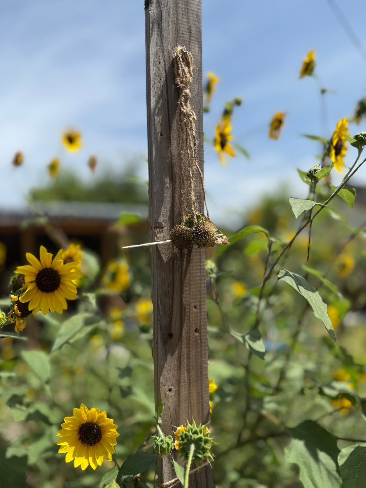 July’s Discovery Activity: Sunflower Bird Feeders