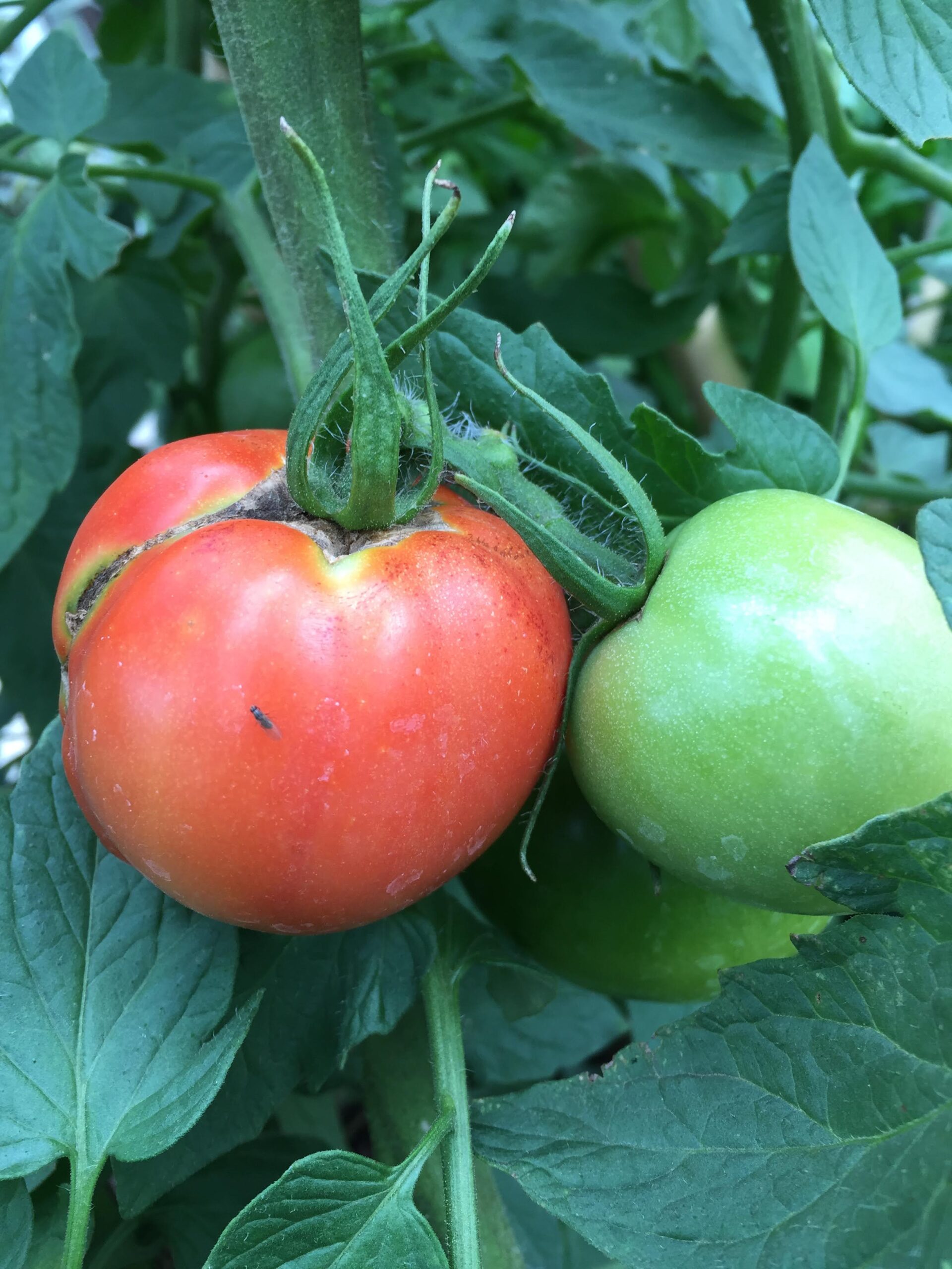 Community Workshop: Preserving your Harvest