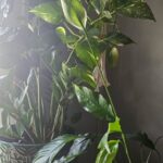 Free Community Workshop: Houseplants!