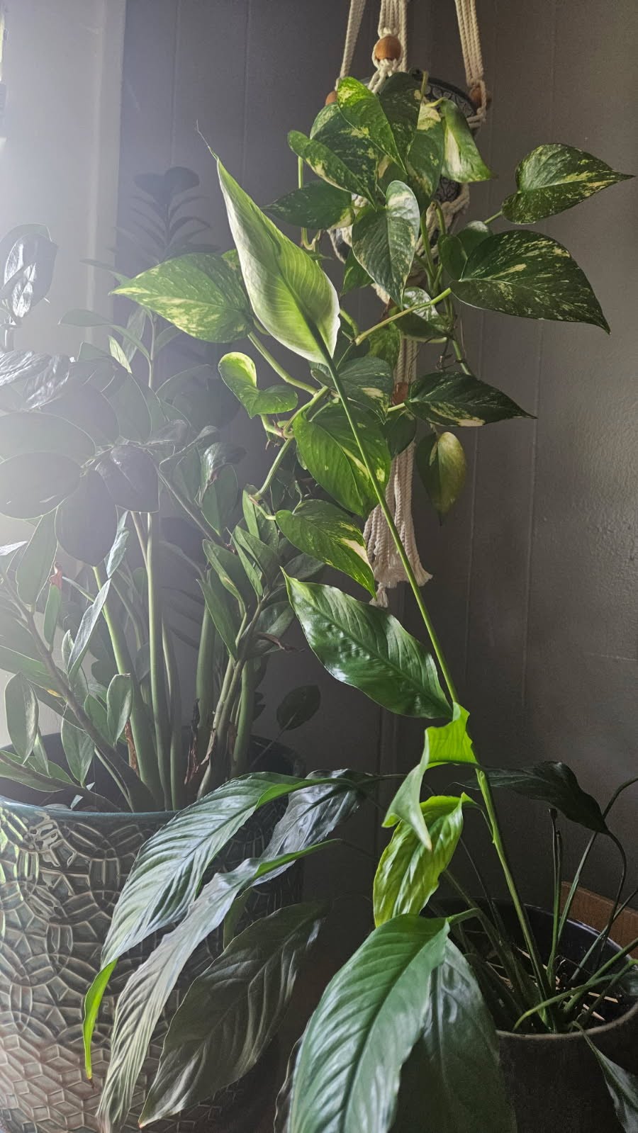 Free Community Workshop: Houseplants!