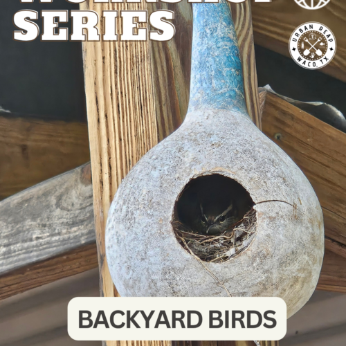 Free Community Workshop: Backyard Birding