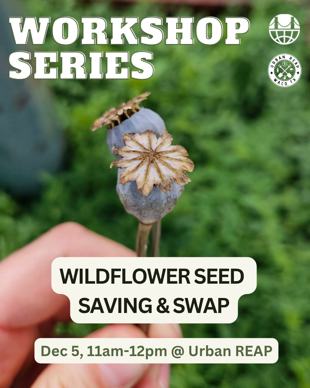Community Workshop: Wildflower Seed Saving and Seed Swap
