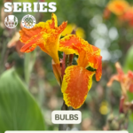 Free Community Workshop: Bulbs