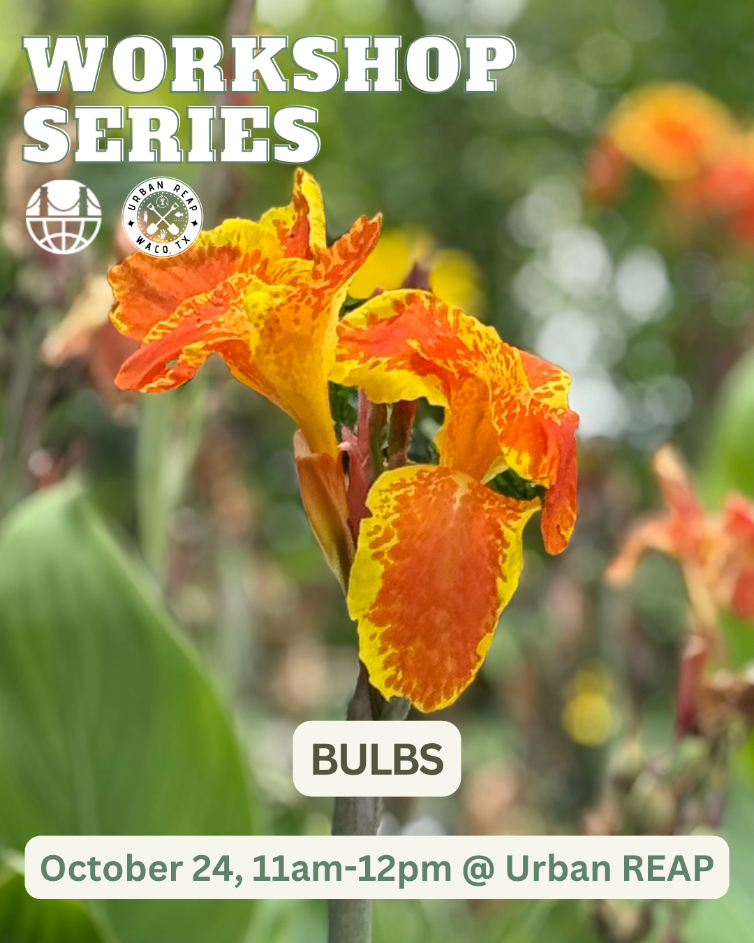 Free Community Workshop: Bulbs